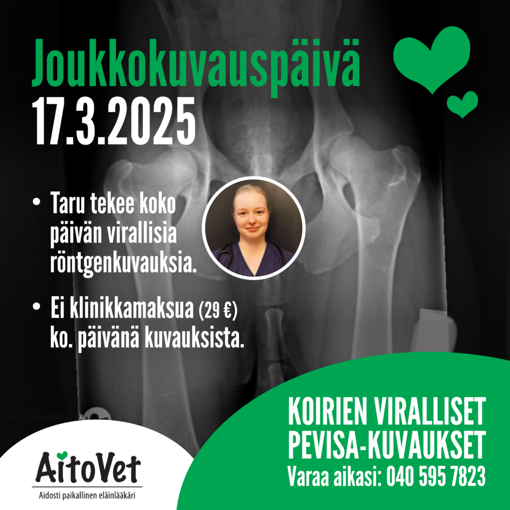 Koirien viralliset PEVISA-kuvaukset 17.3.2025 Aitovetilla.